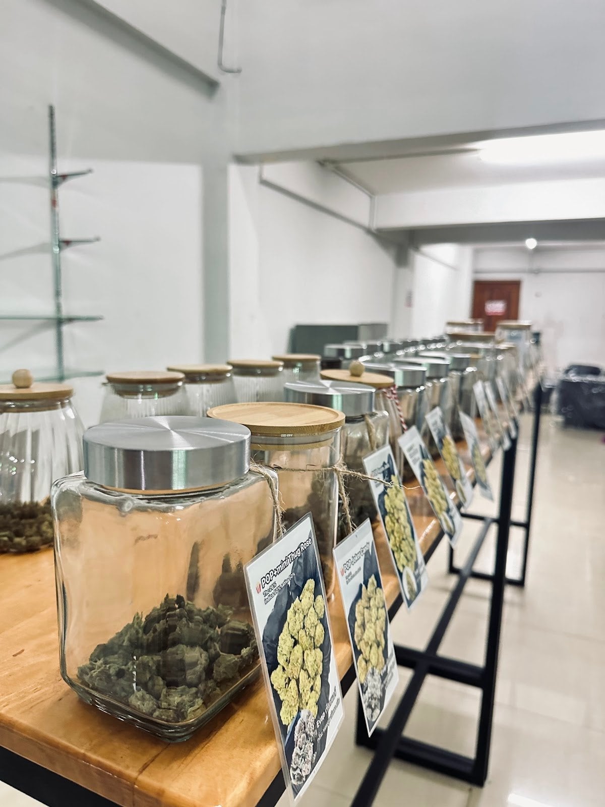 King Of Green Herbs) Cannabis