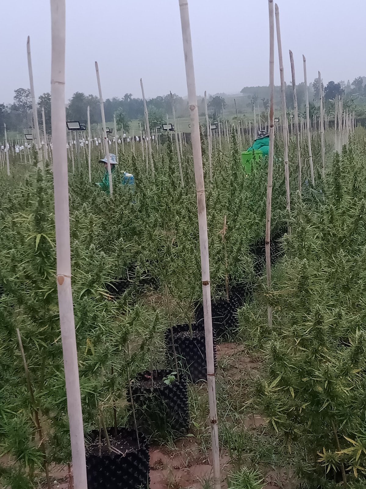 Kph Farm