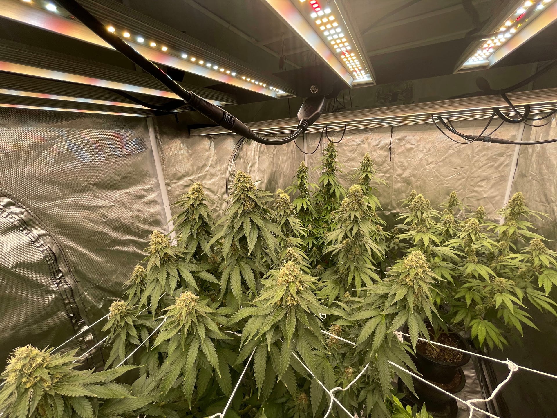 PJB Weed Aholic