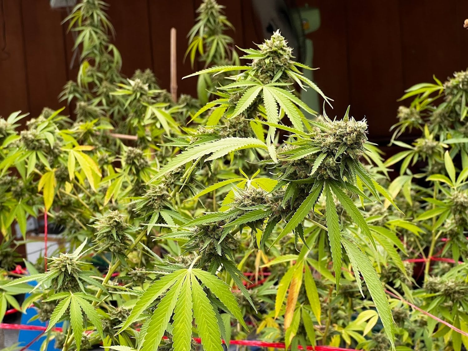 CannabisFarm KhaoSok88