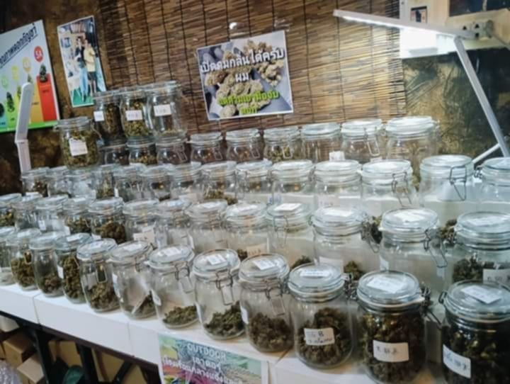 Chumphon Cannabis