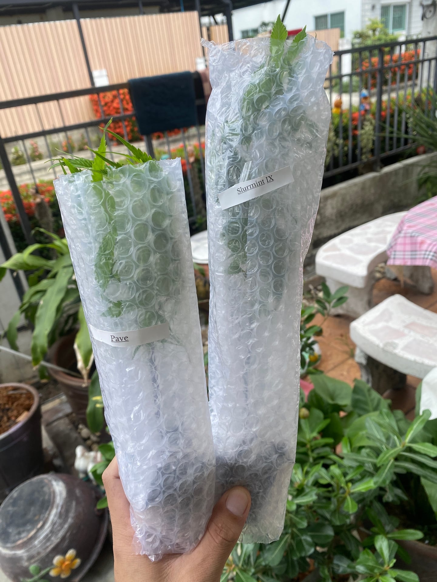 Bubba Cannabis Homegrow Nonthaburi