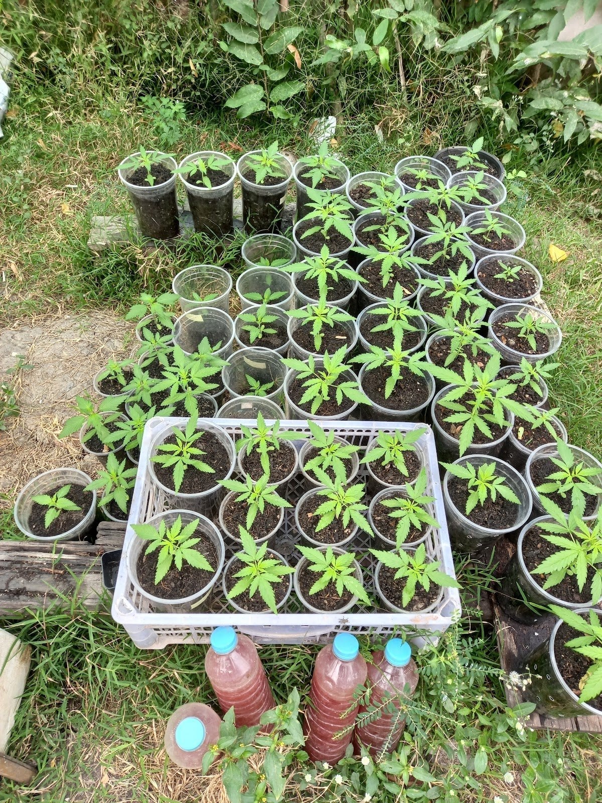 Organic Farm