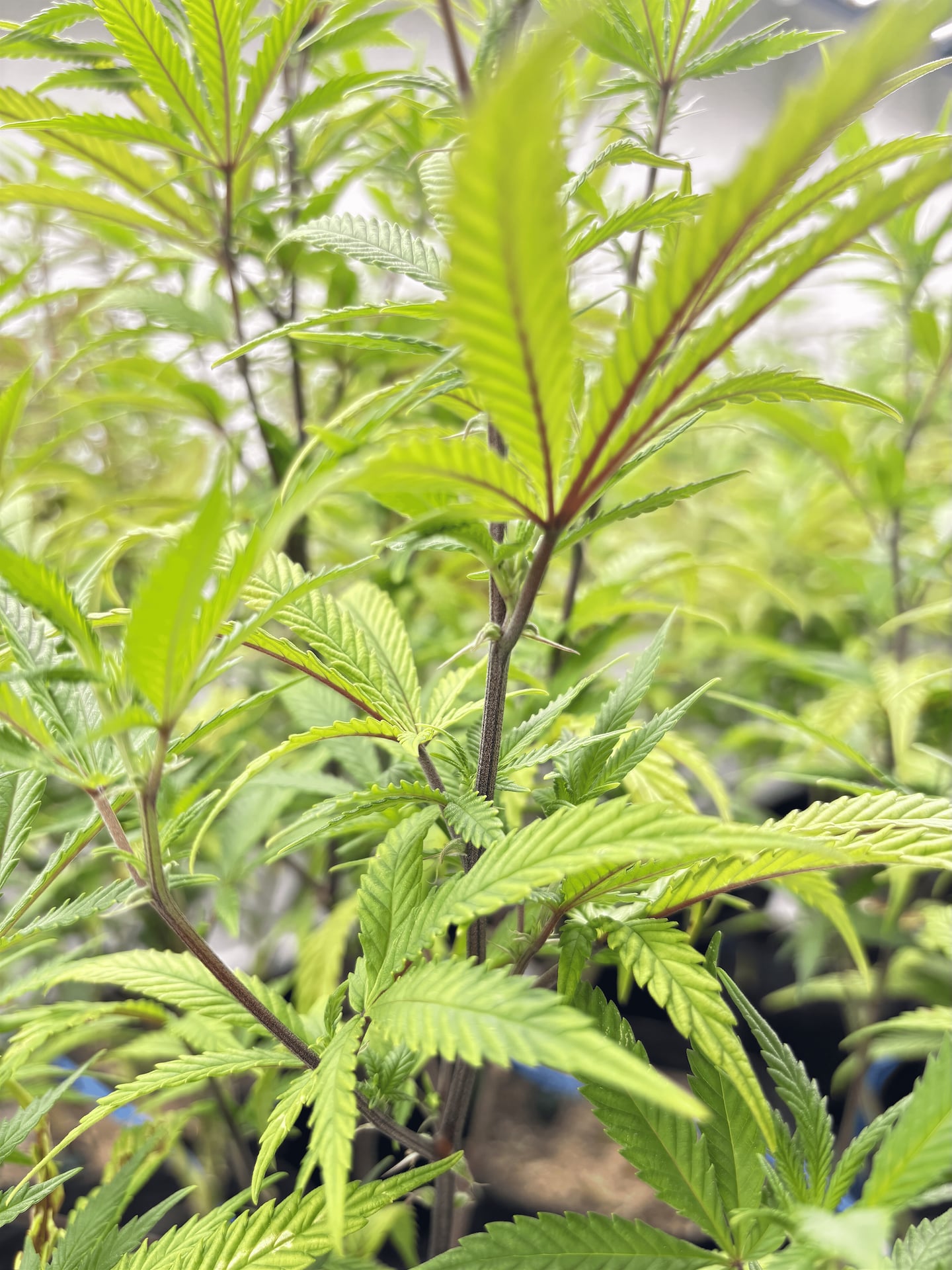 Cannabis Anbau Leipzig e.V
