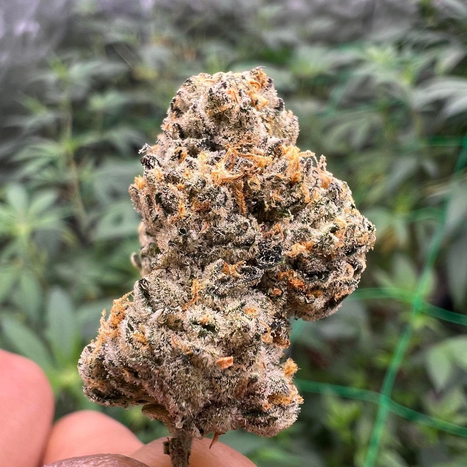 Koko Organic