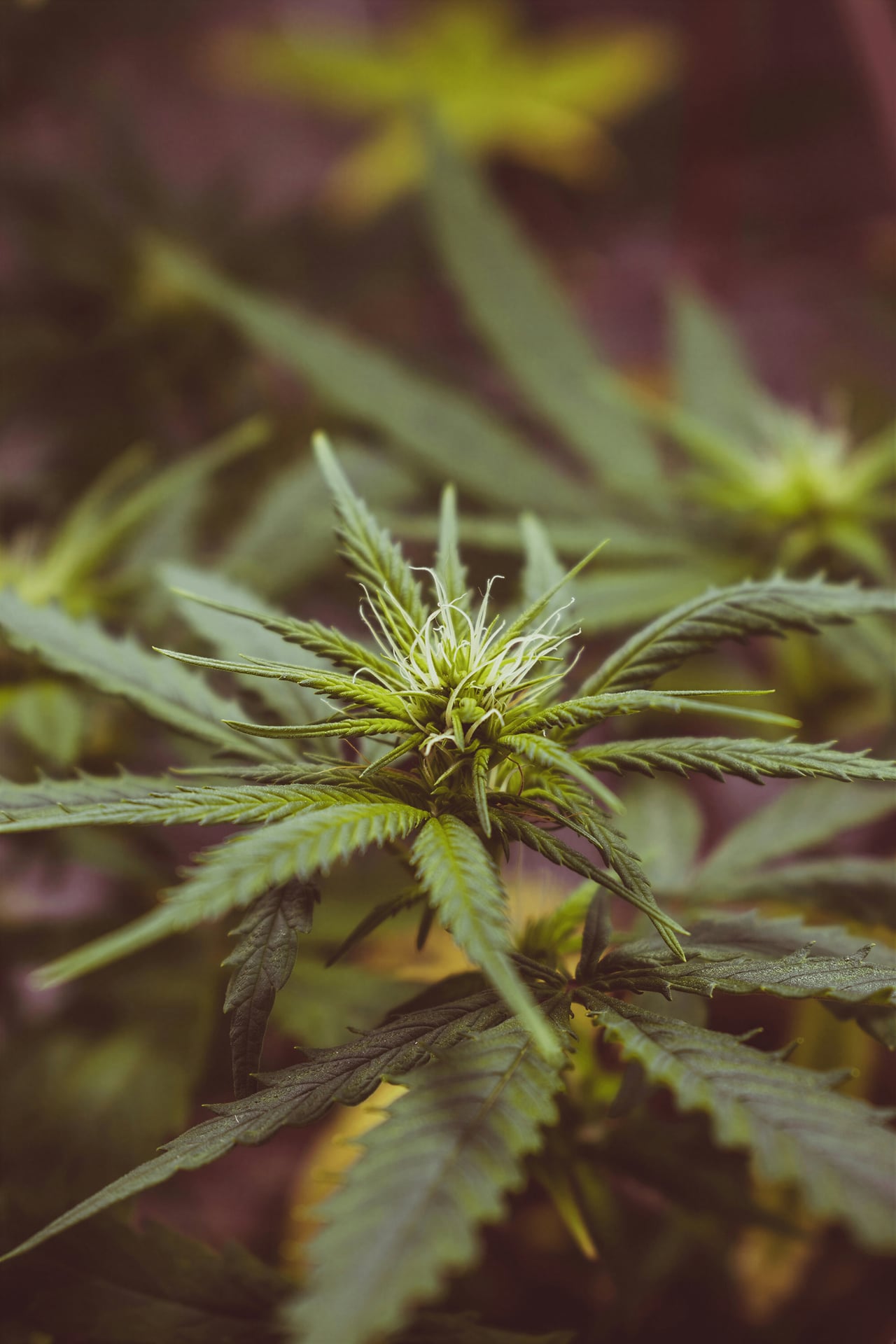 Cannabis Club Wattenscheid e.V