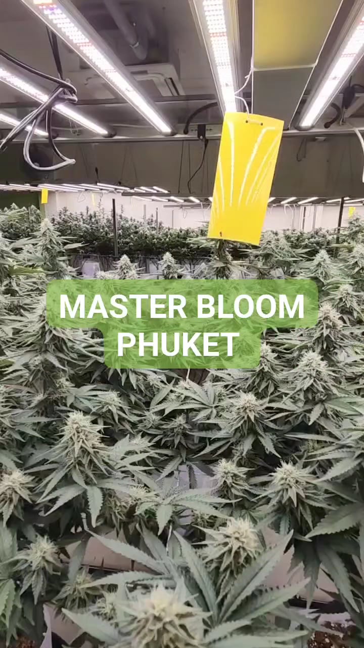 Master Bloom Phuket - Shop & Farm
