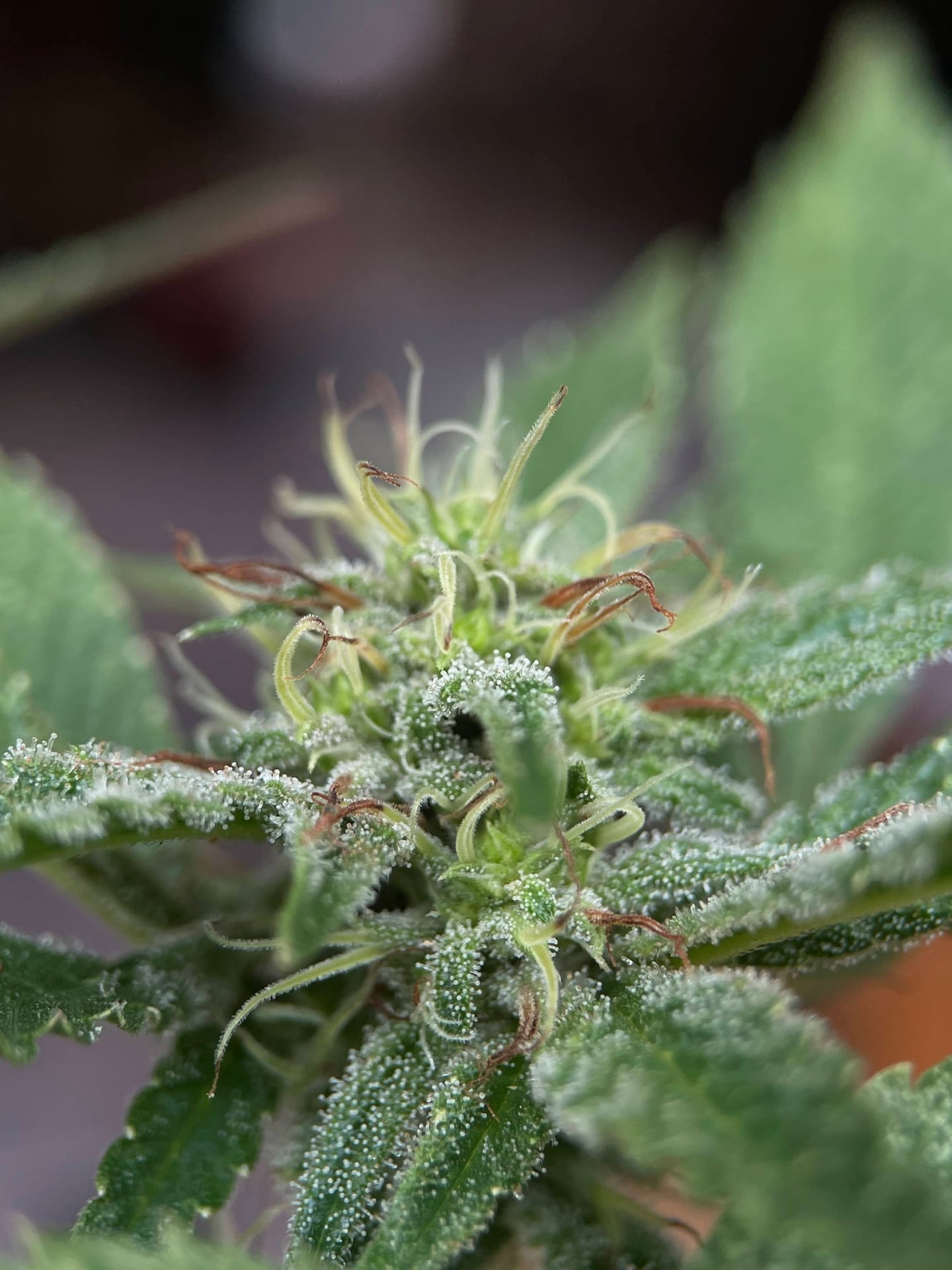 Behigh Cannabis Cafe