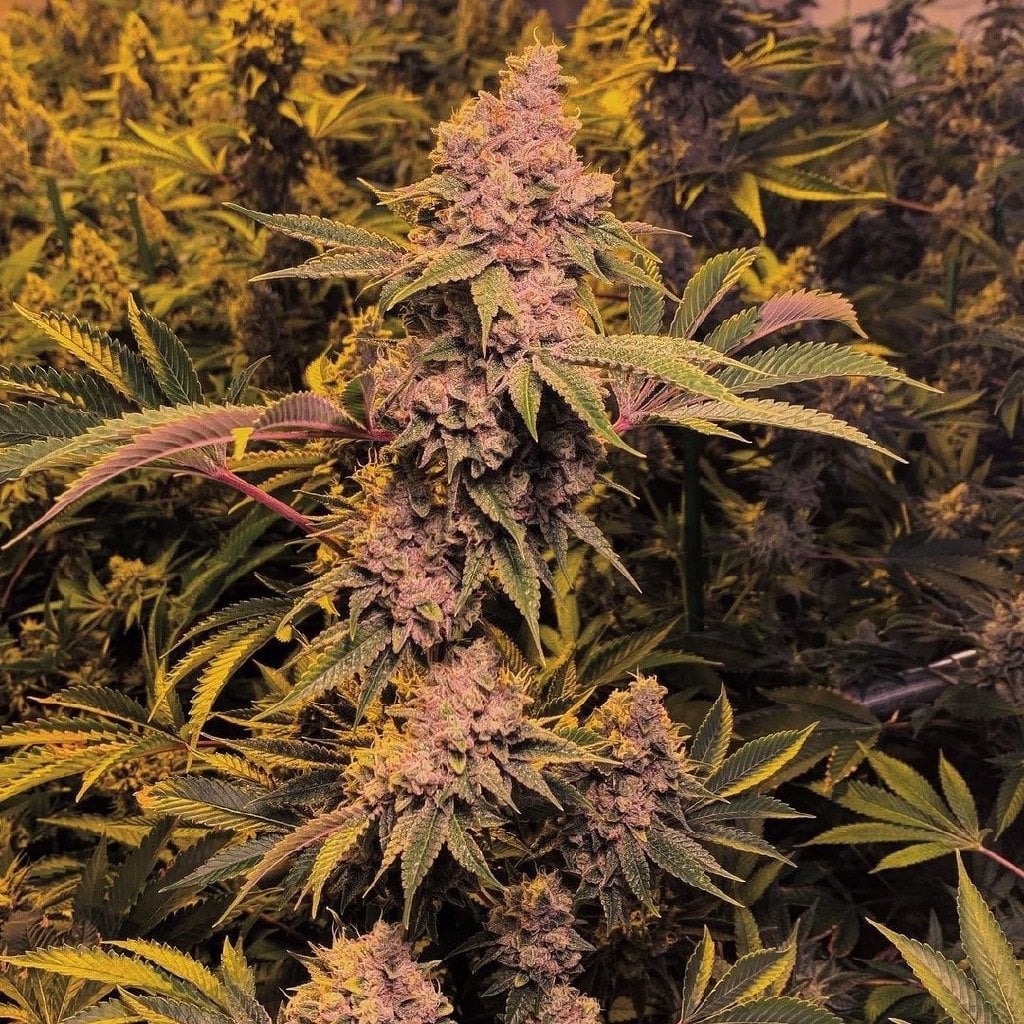 Weed CNX Jo420