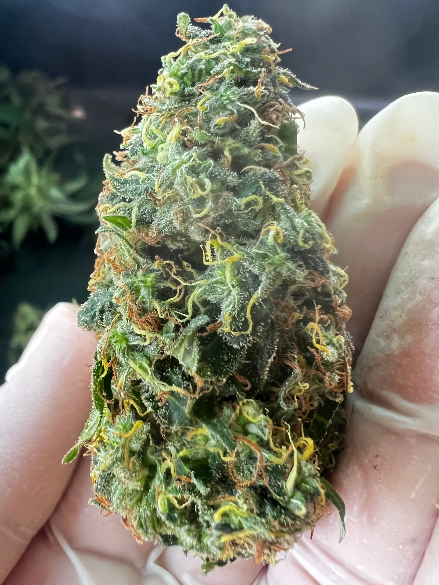 Global Partner Cannabis Farm