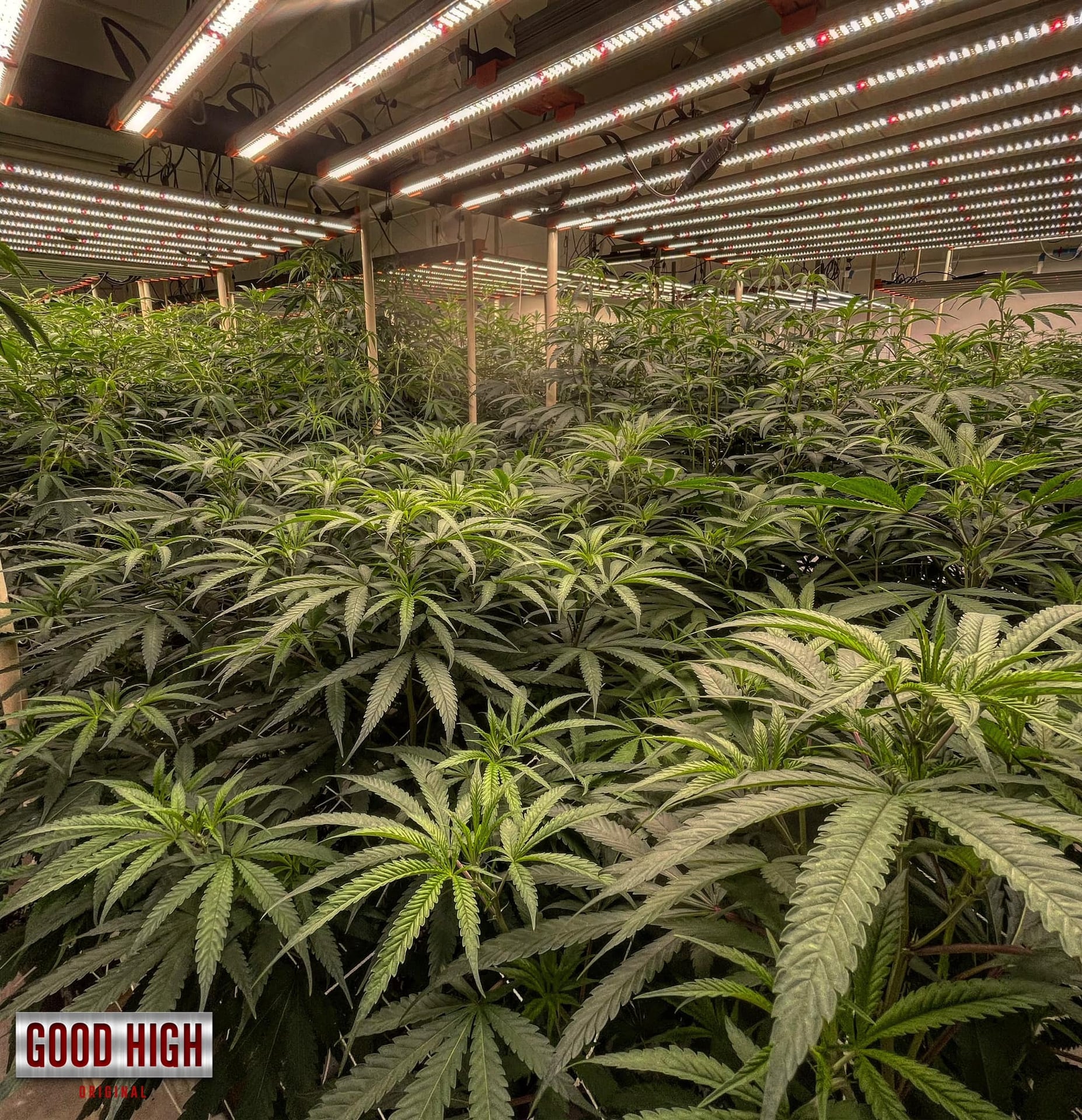 65Cannabis