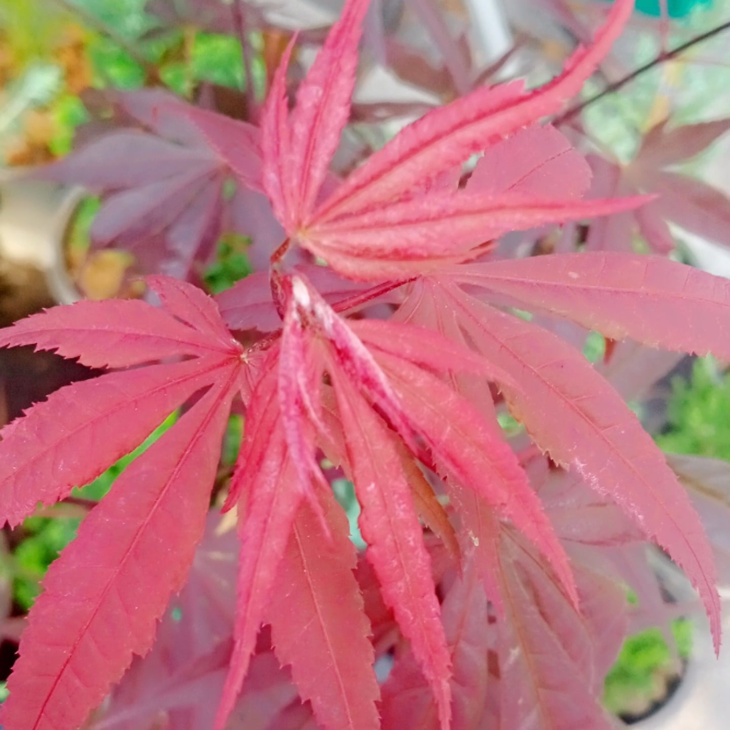 Cannabis Greenland