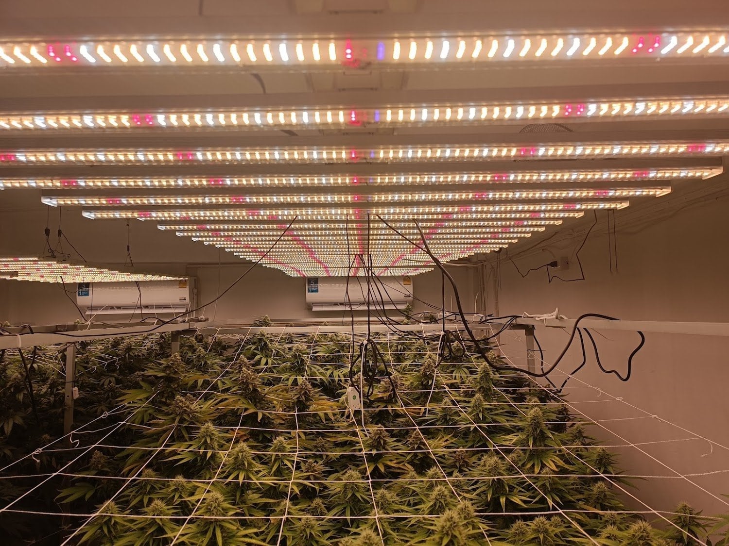 Green Tiger Cannabis