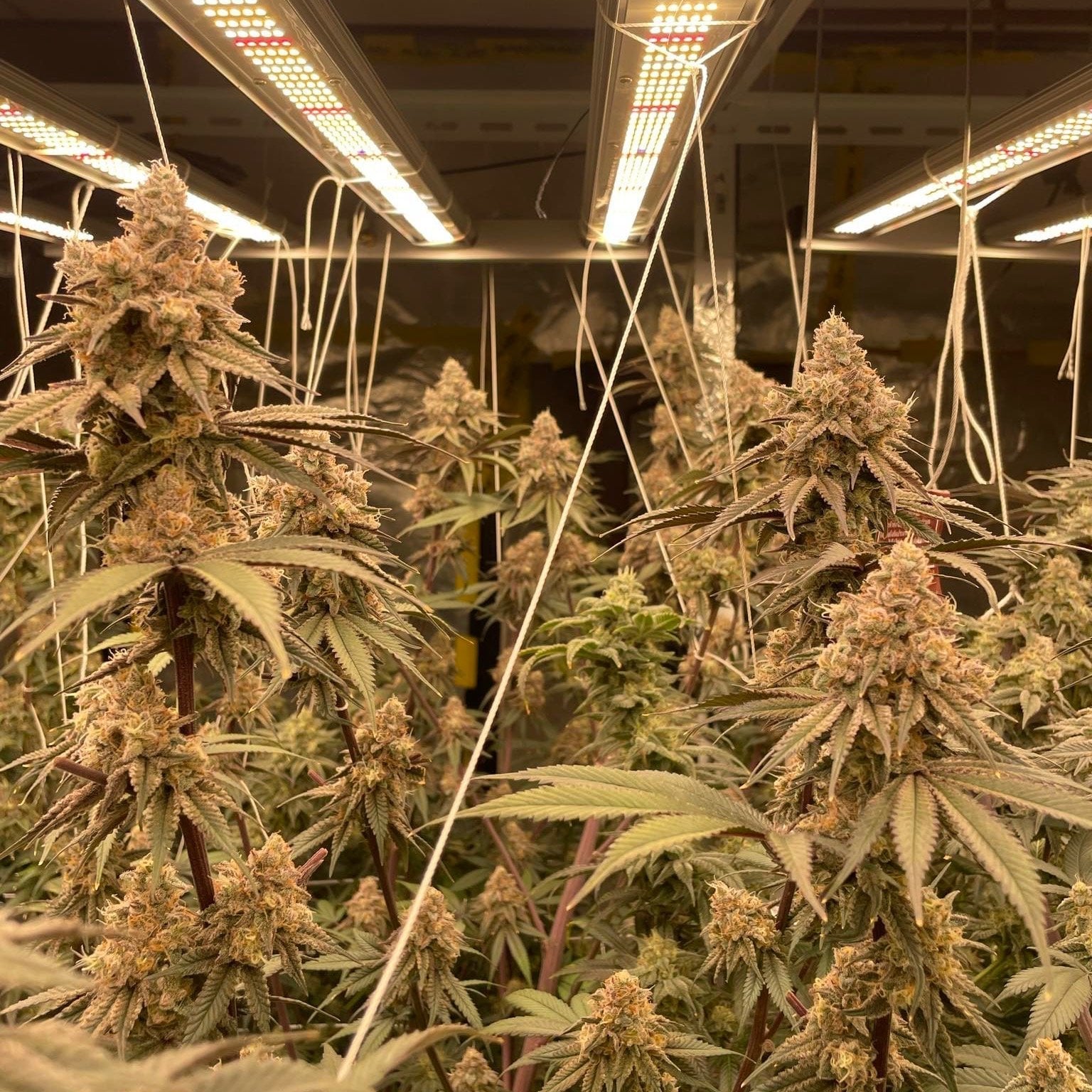 Maximum Cannabis Shop Weed In Suratthani