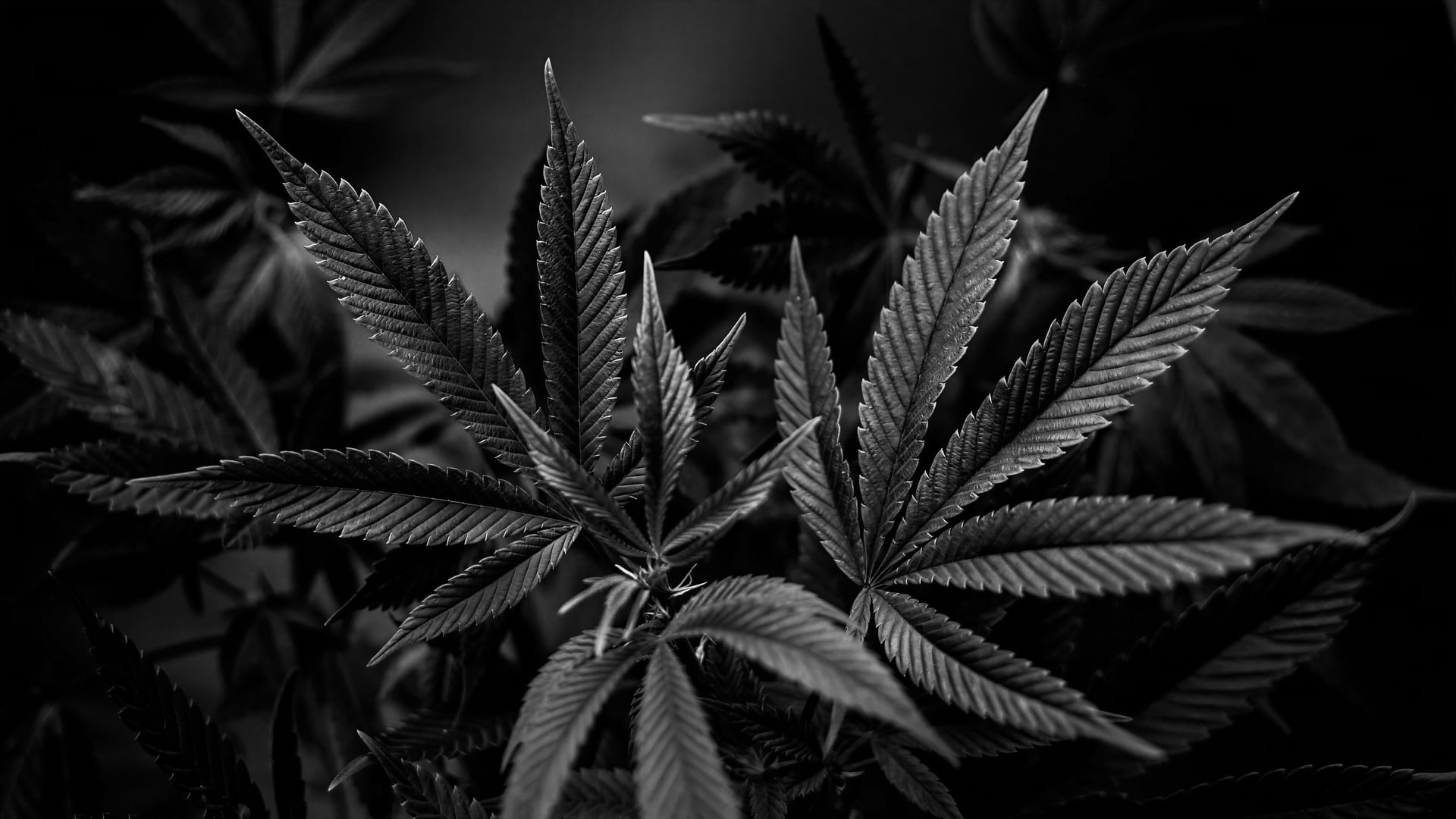 Cannabis Social Club Freiburg