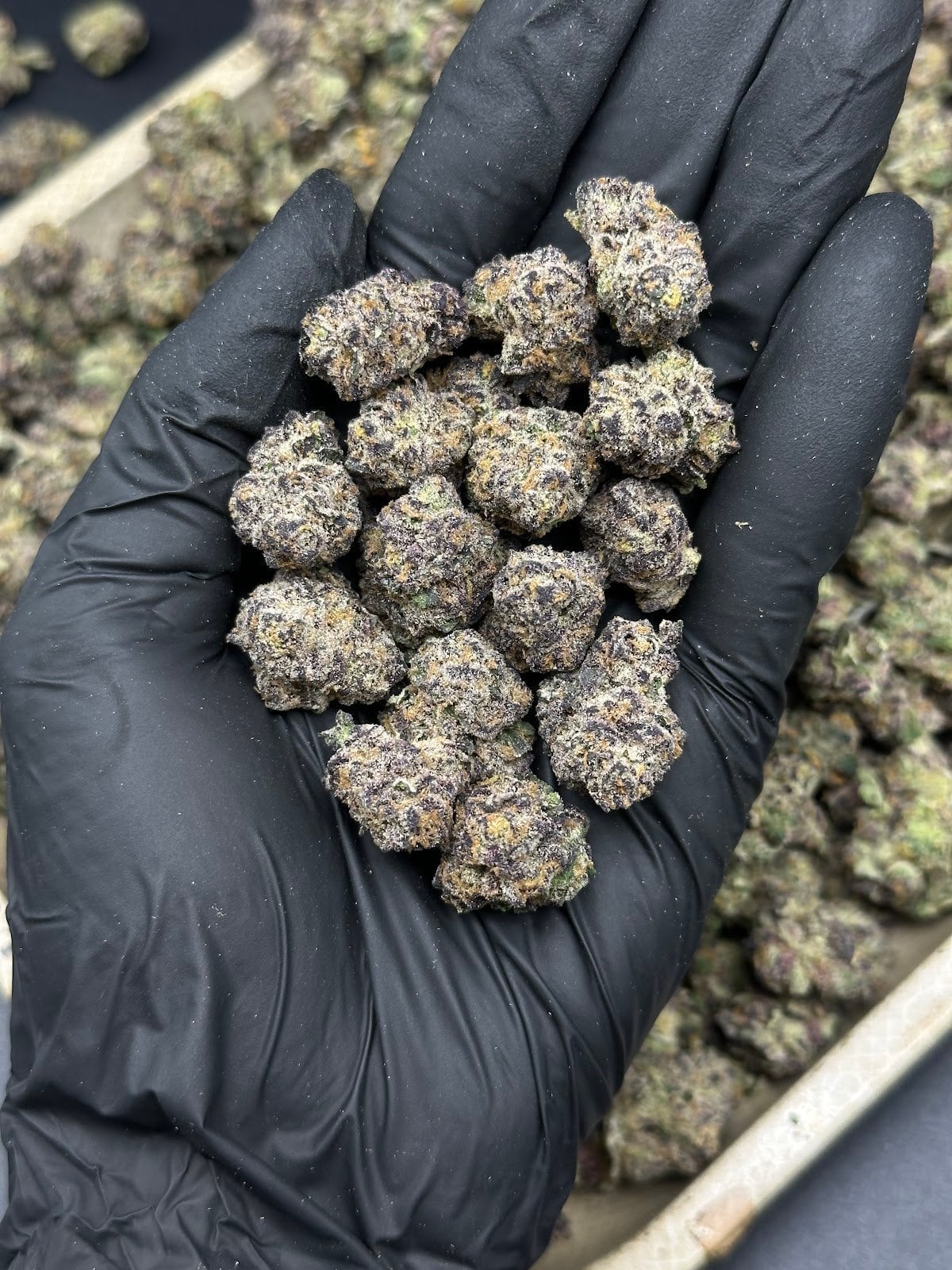 Sweet Cannabis