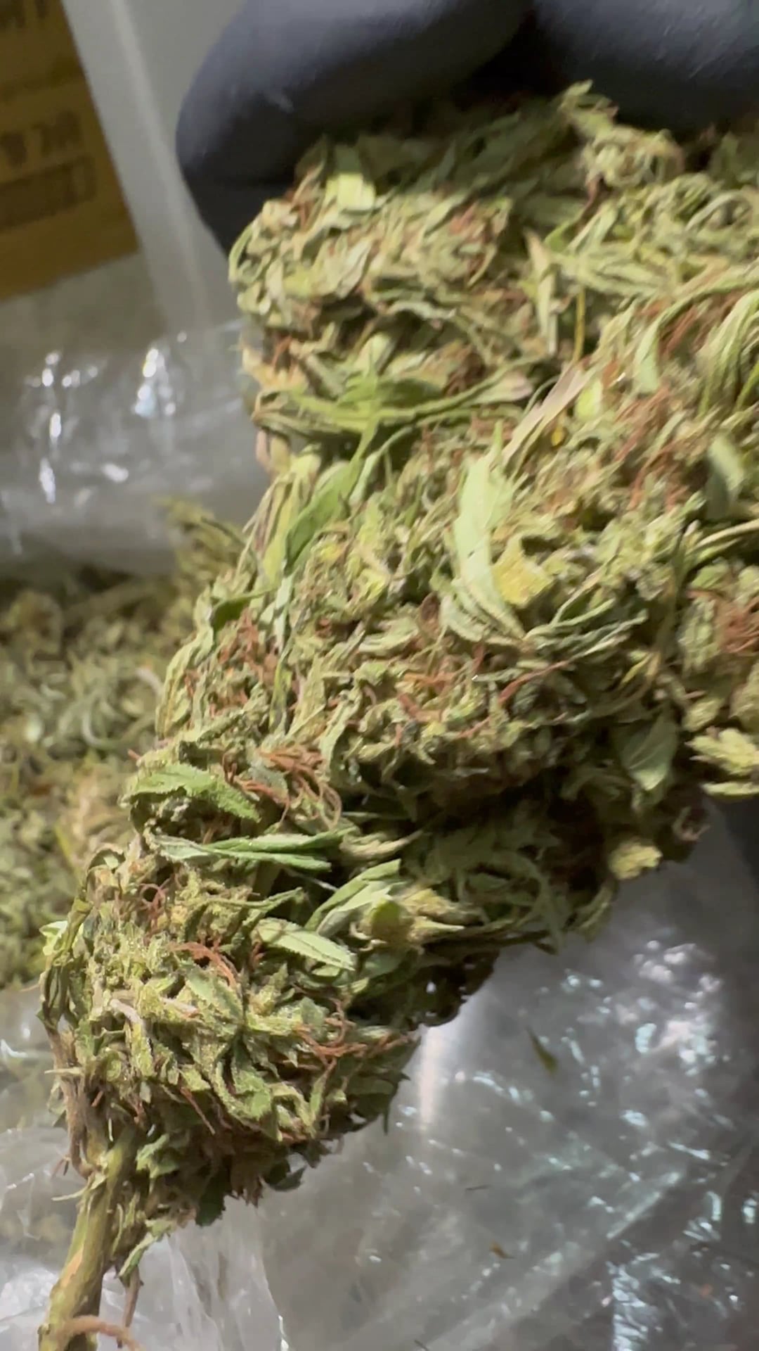 OG Cozy Cannabis