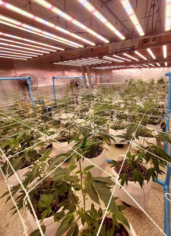 Cannabis Genius Space