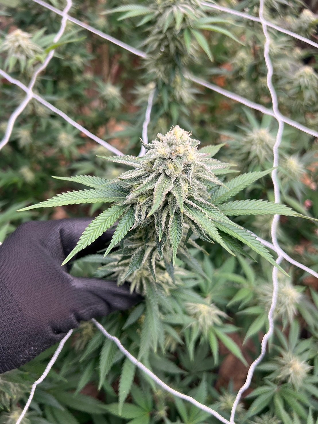 Wrfe Weed Farm Cannabis