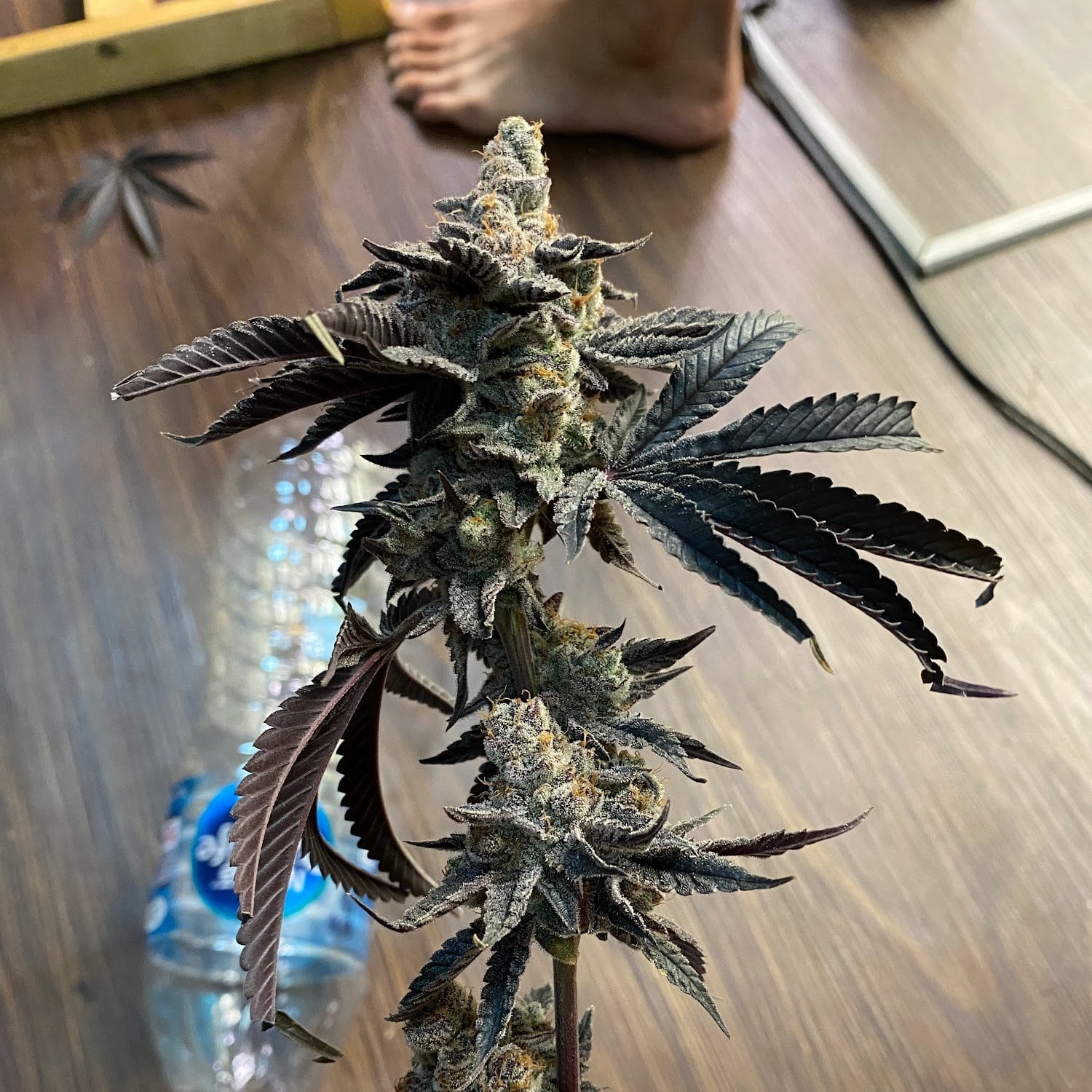 Weed Smith