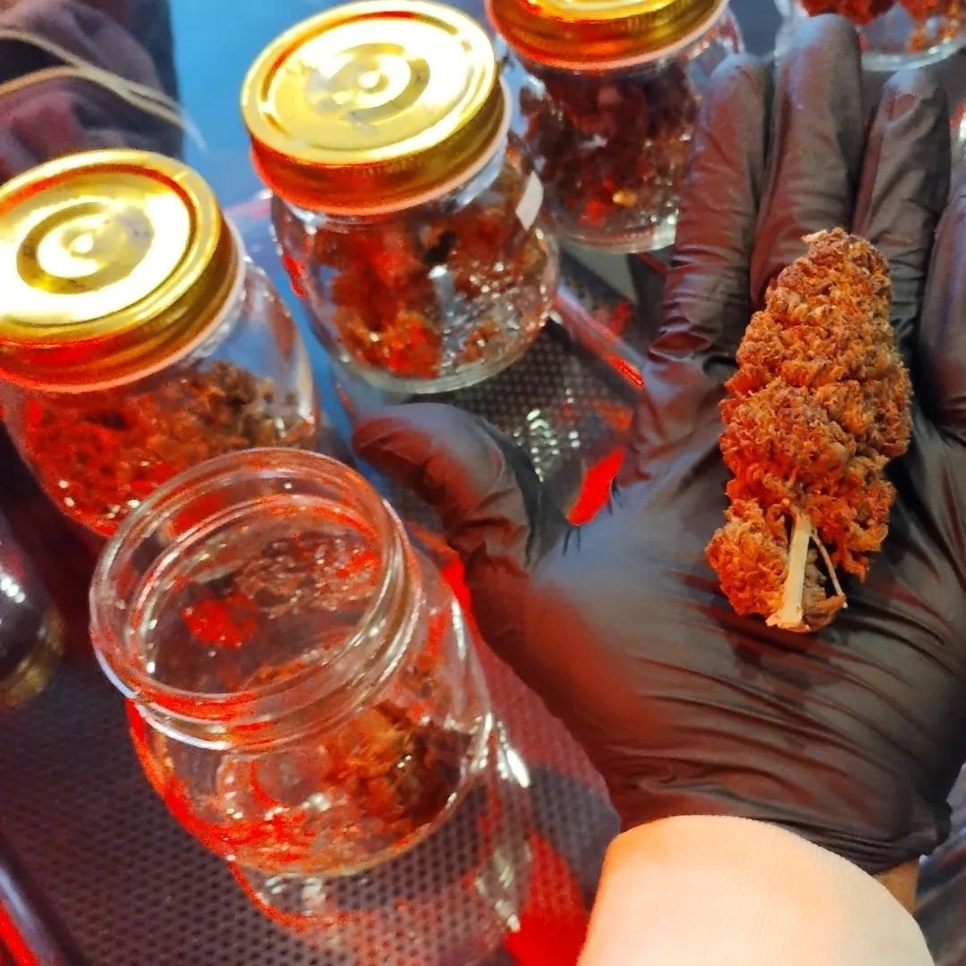 Venus Cannabis