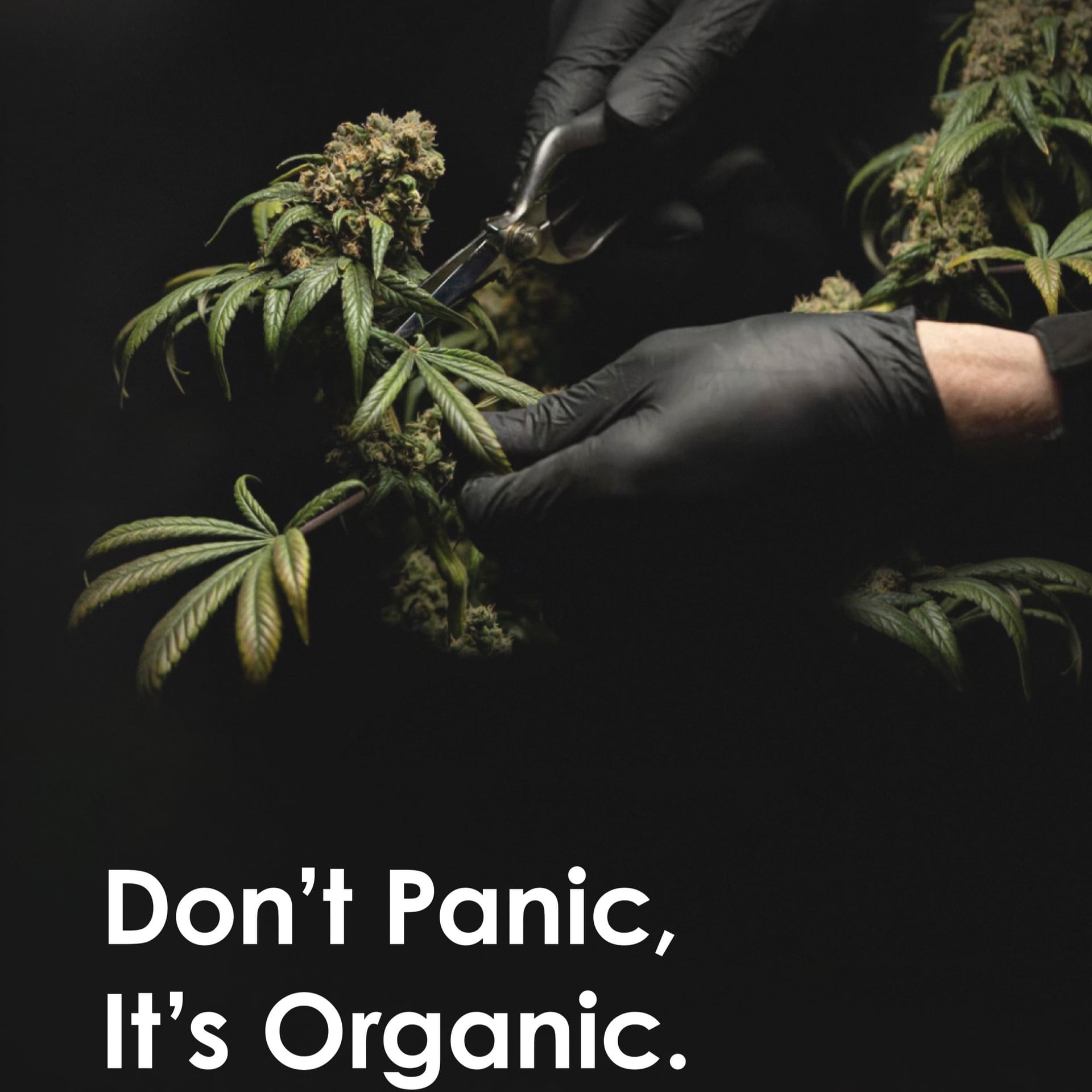 Ddweed International