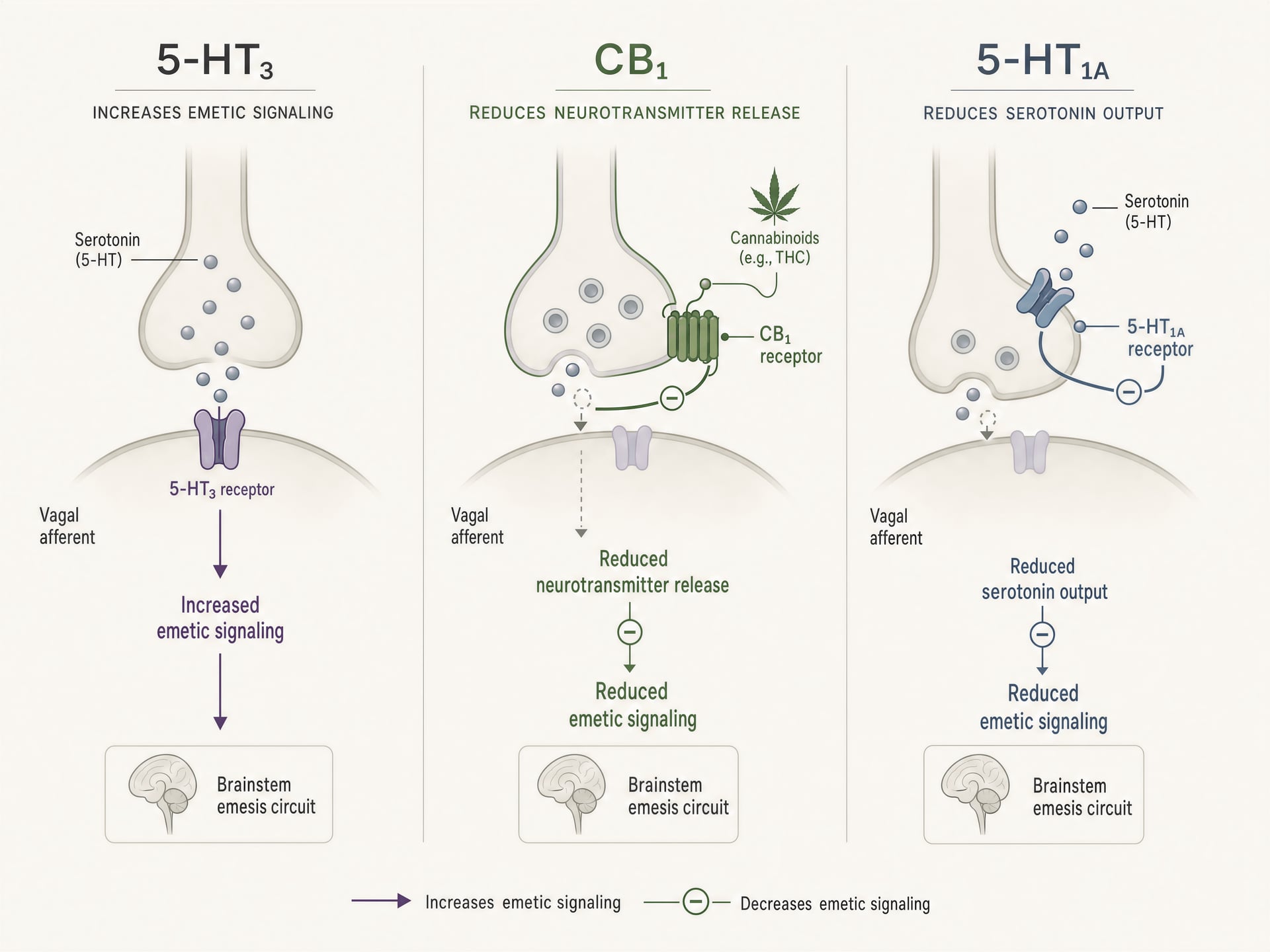 Cannabis и тошнота: руководство по THC, CBD, CHS и CINV