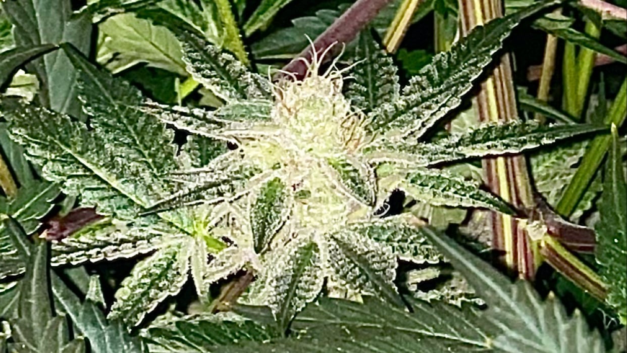 Blaze Mary Cannabis