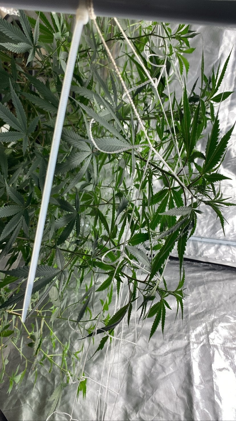 Jaguar's Cannabis Farm