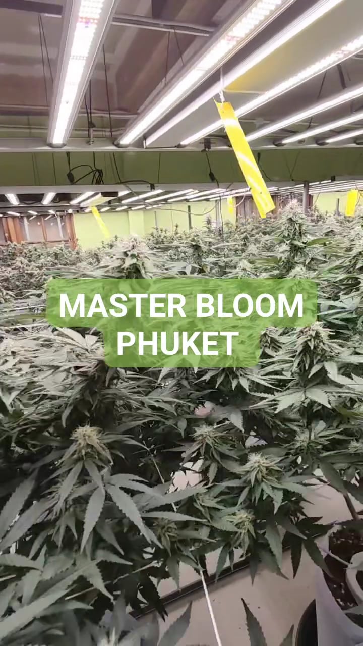 Master Bloom Phuket - Shop & Farm