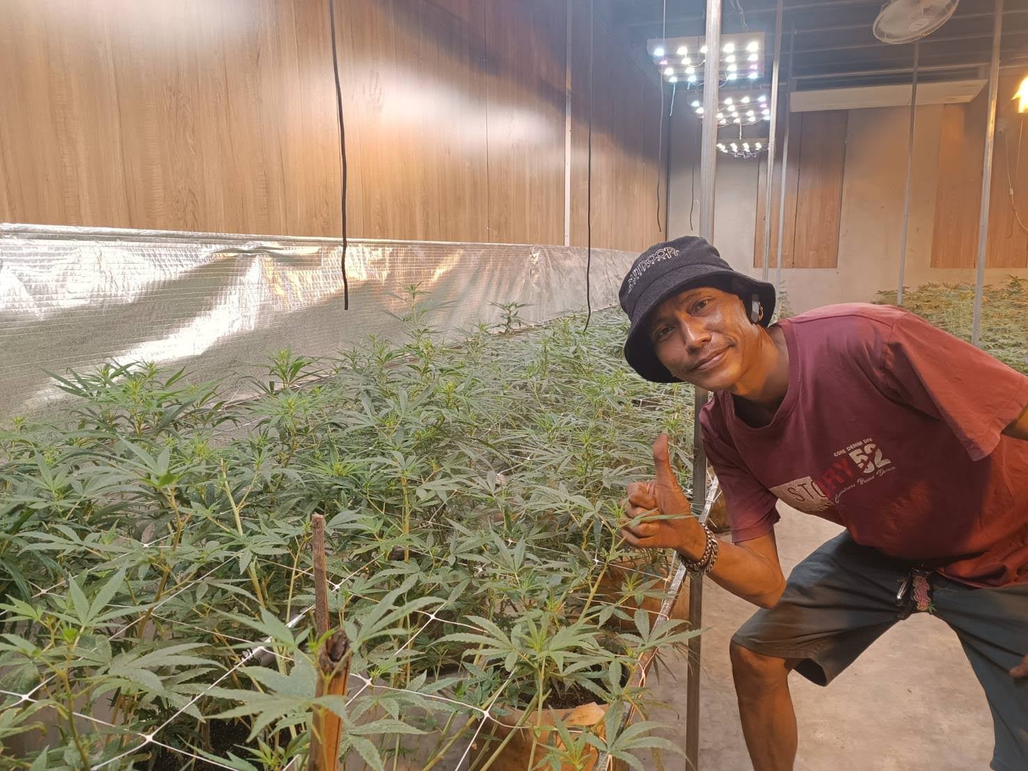 Farm Weed MAGIC CANNABIS TH