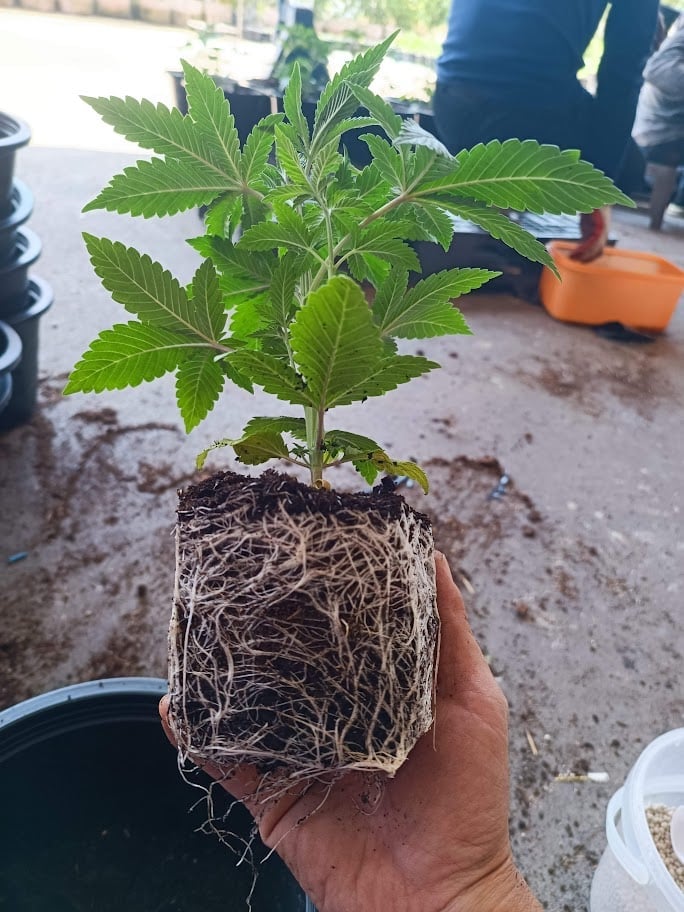 Farm Weed MAGIC CANNABIS TH