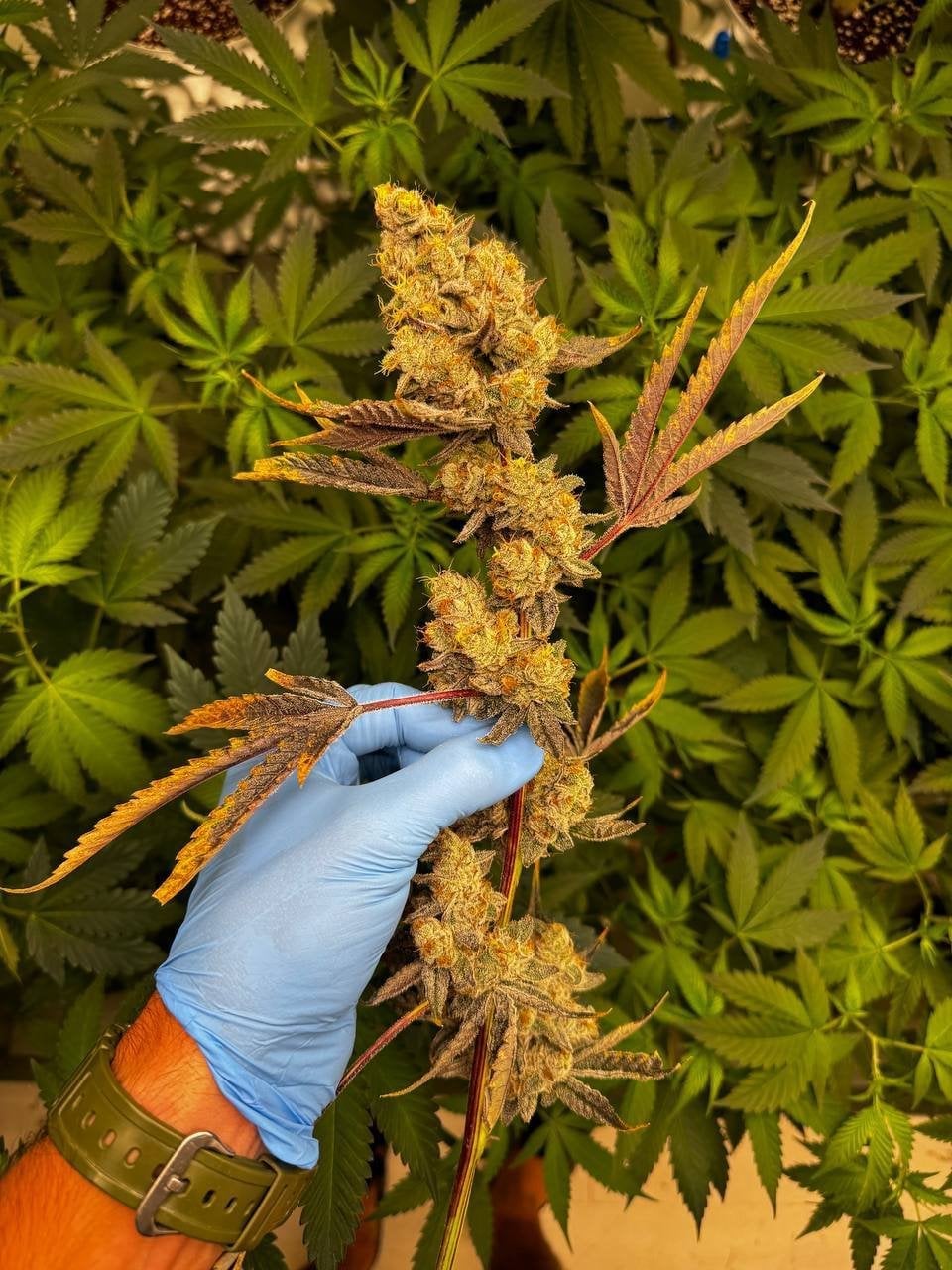 Cannabis Island