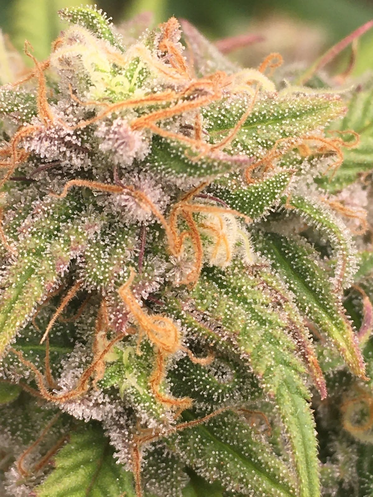 KT Cannabis Cafe & Farm In Chonburi