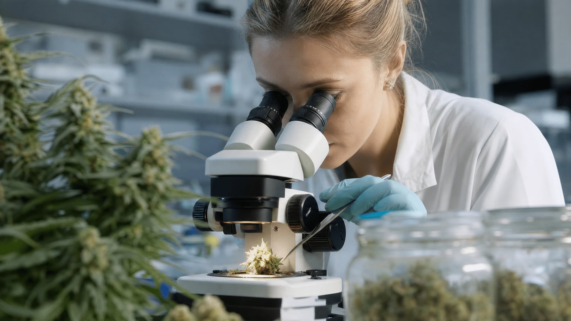 Výzkumník zkoumá trichomy květu konopí pod mikroskopem v botanické laboratoři kanadské univerzity
