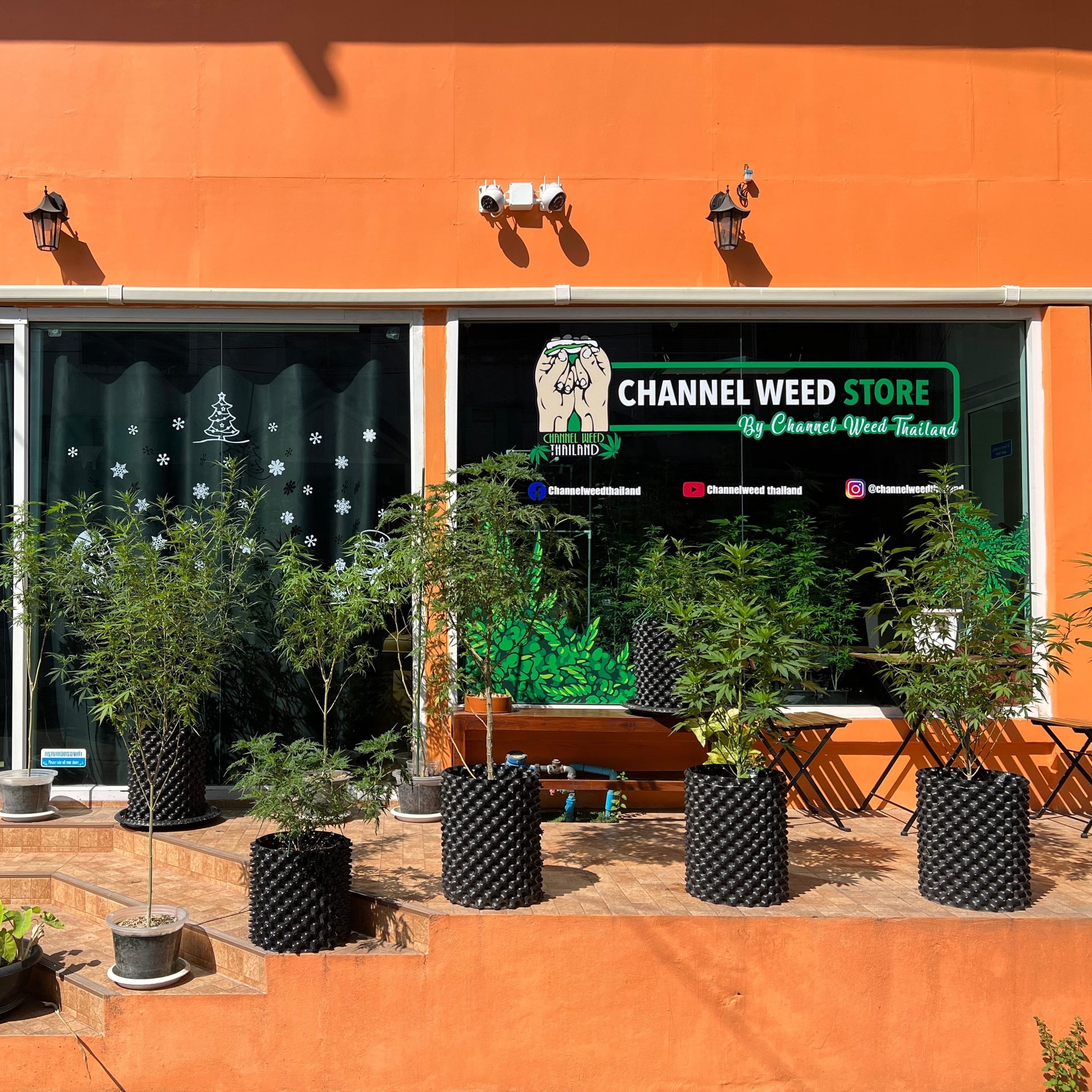 Channel Weed Store Rangsit