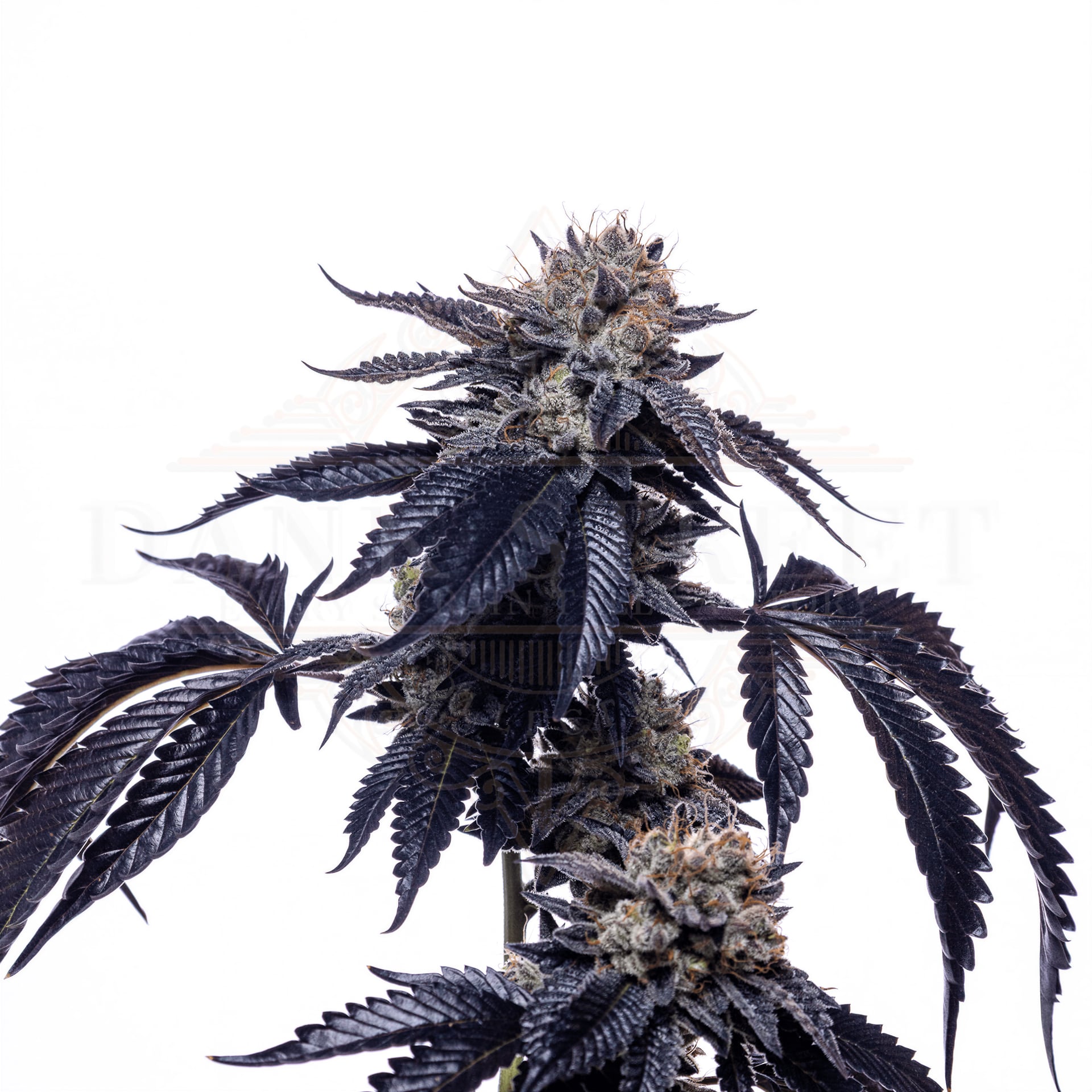 Dank Street