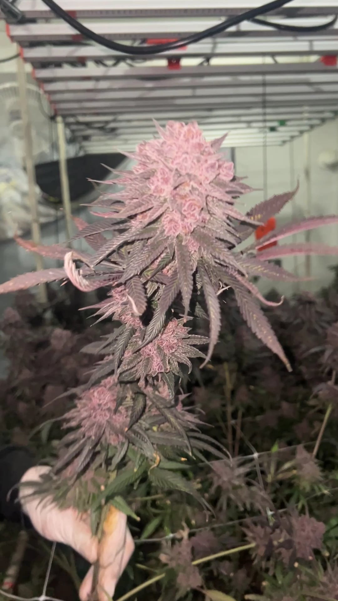Cowboy Weed Shop Chiangmai