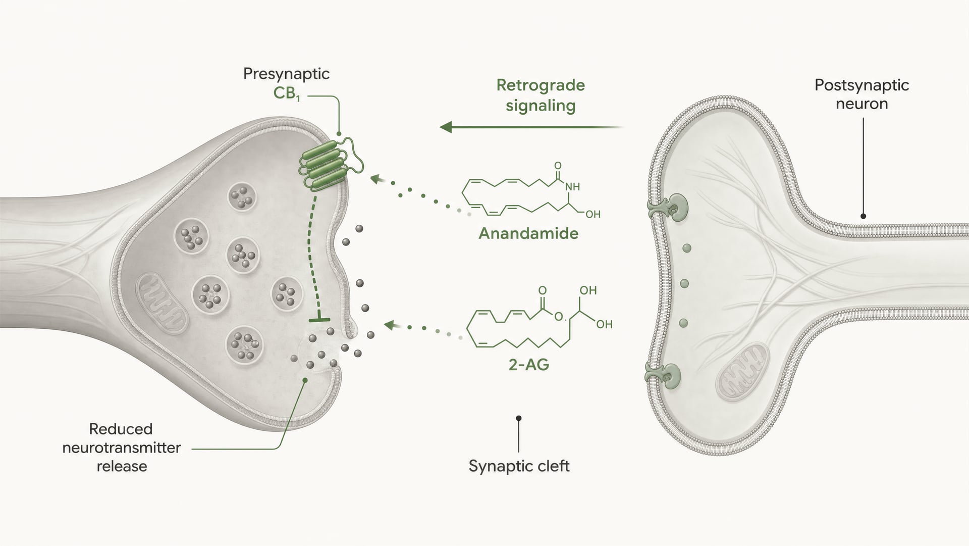 Diagram of anandamide and 2-AG traveling from a postsynaptic neuron back to presynaptic CB1 receptors.