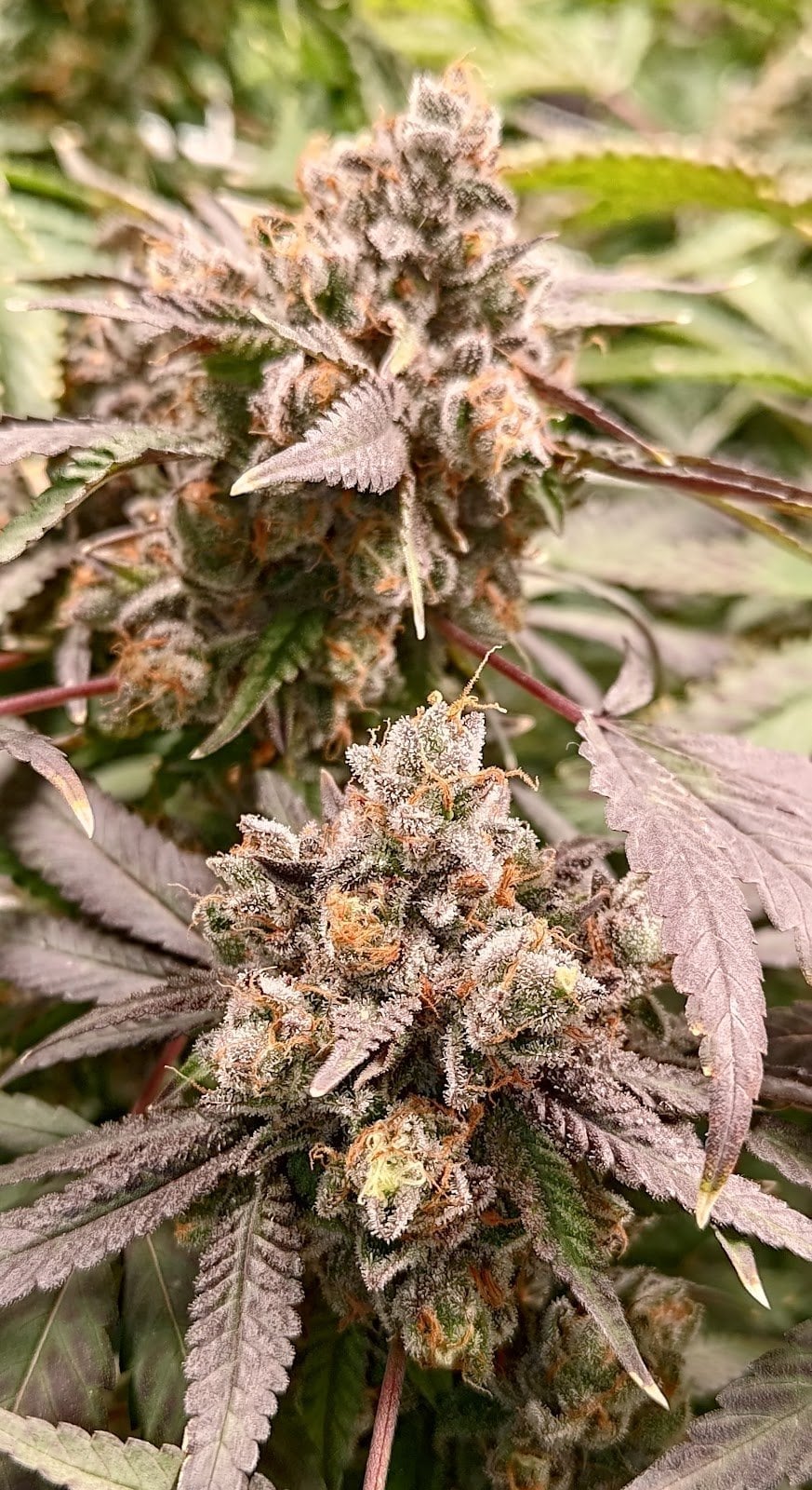 Buffalo Auto Flower