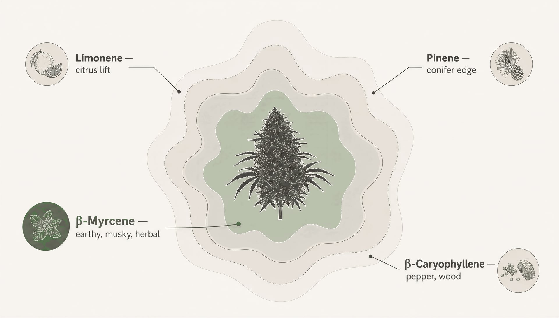 cannabis में myrcene: प्रचुरता, सुगंध और प्रमाण