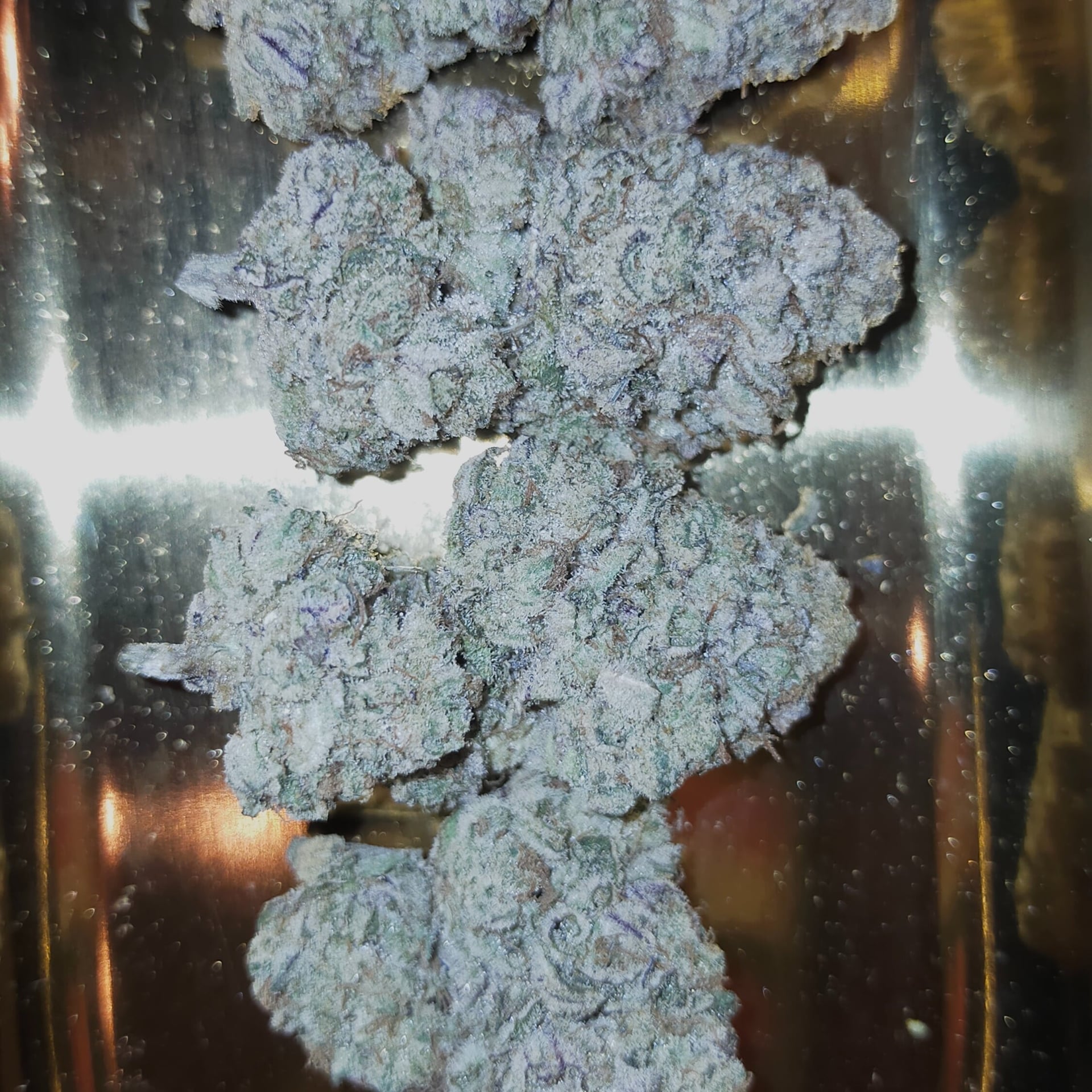 Cannabis Culture Camping