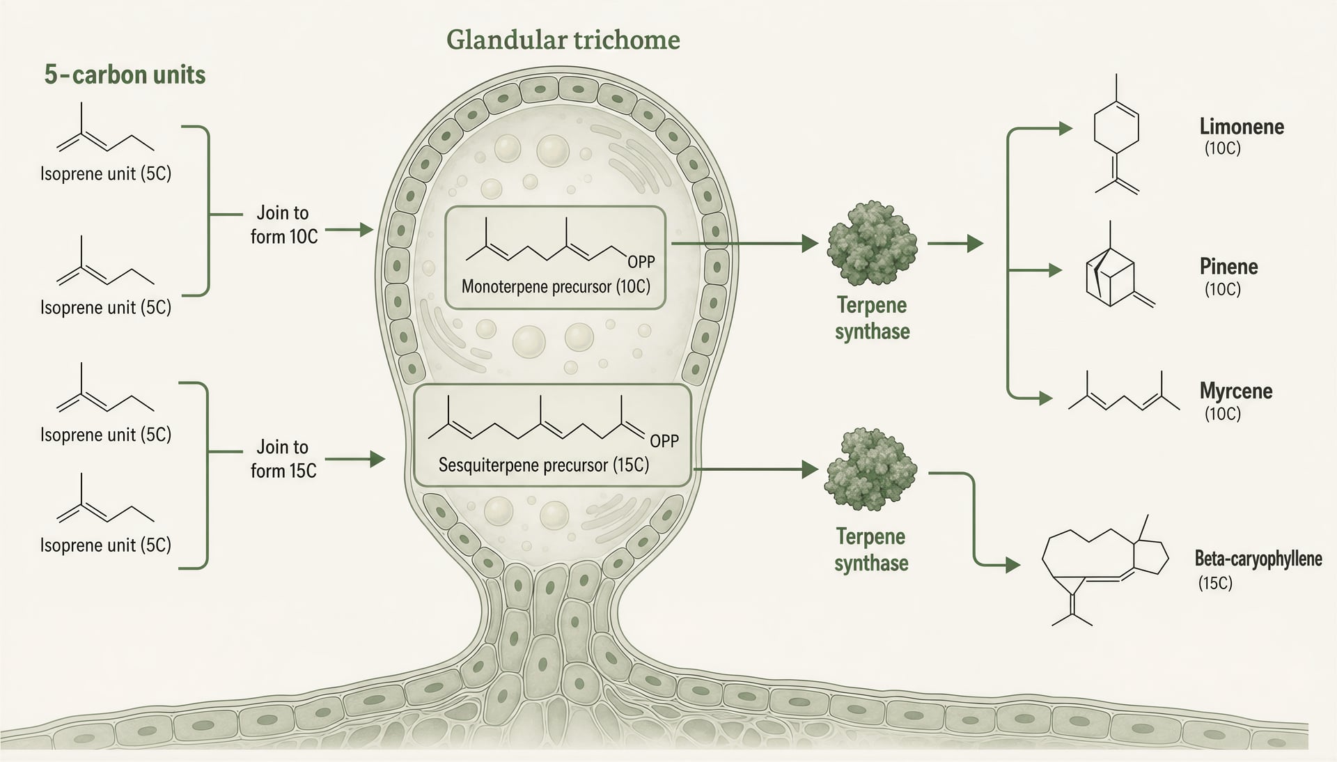 Diagram showing cannabis trichomes making terpene molecules from small carbon building blocks