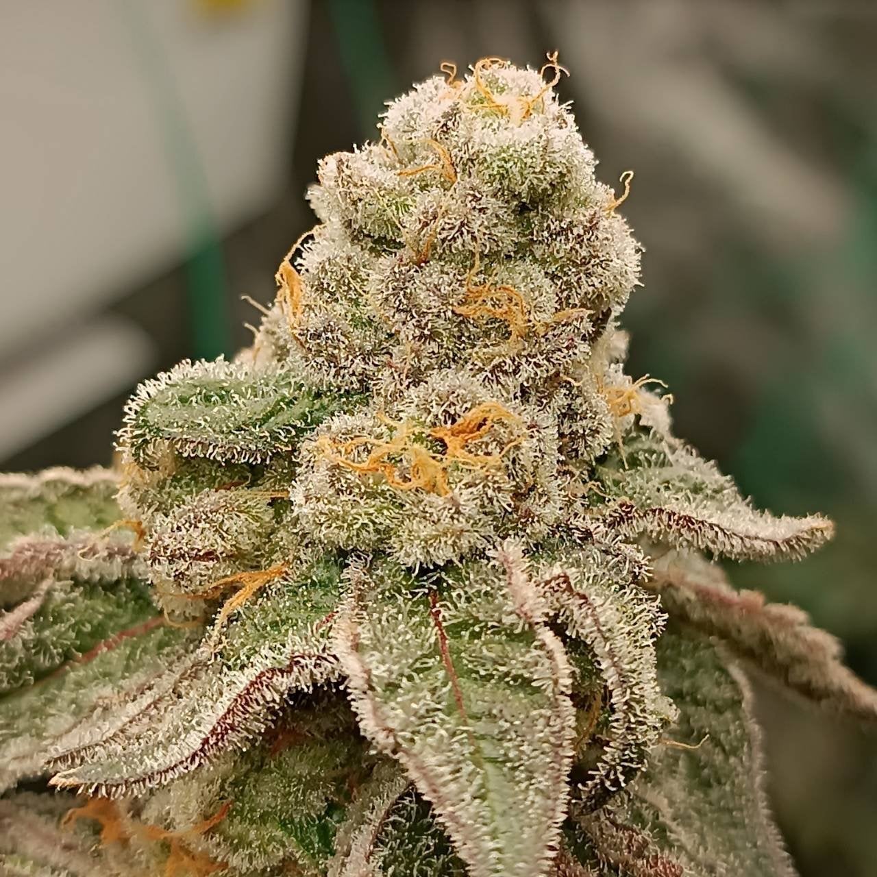 Ladybug Weed