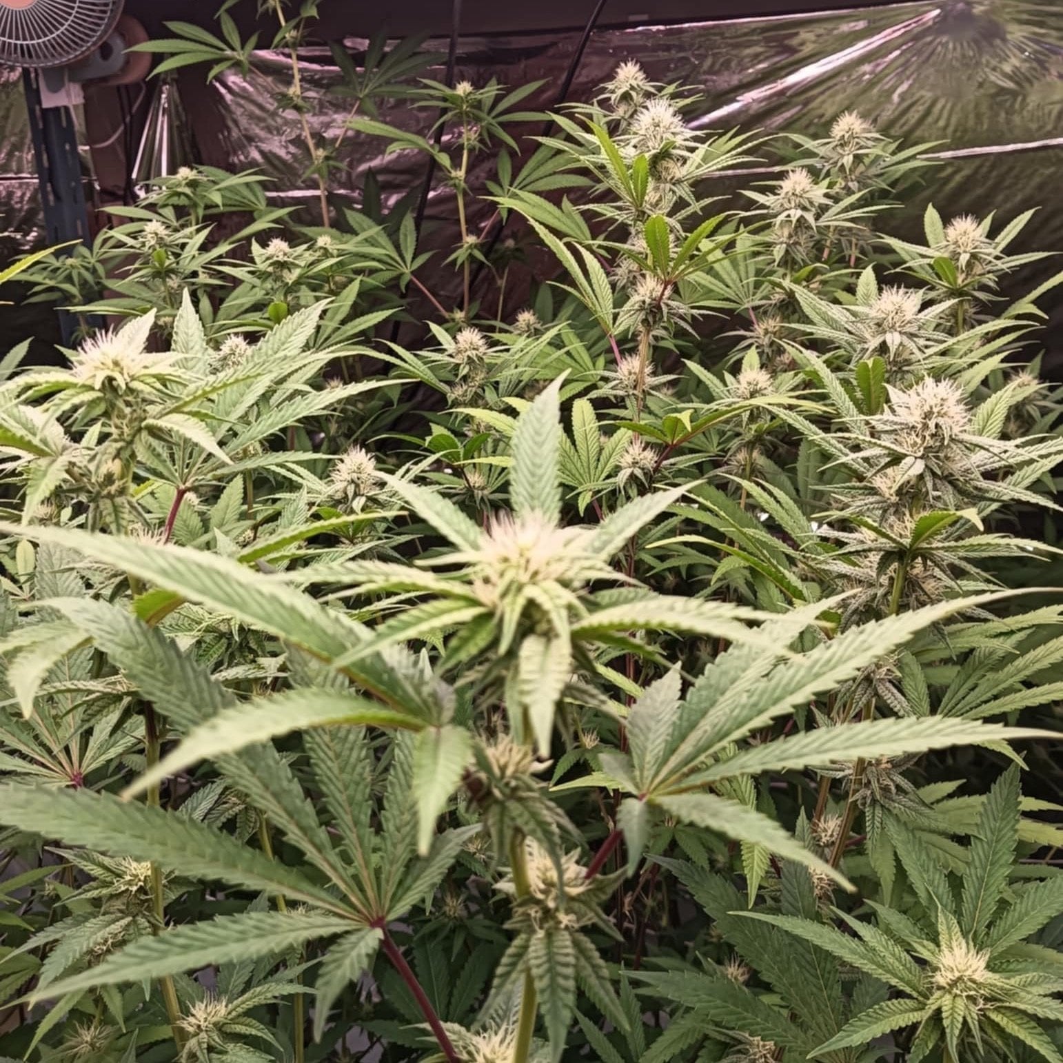 Plaza Cannabis Station