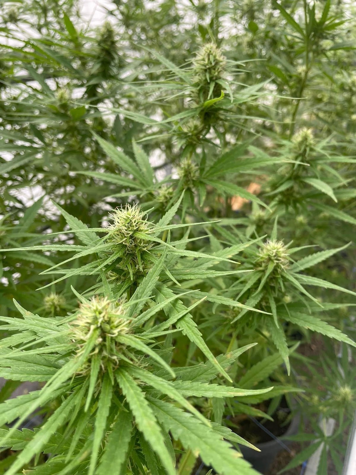 Weed No.8