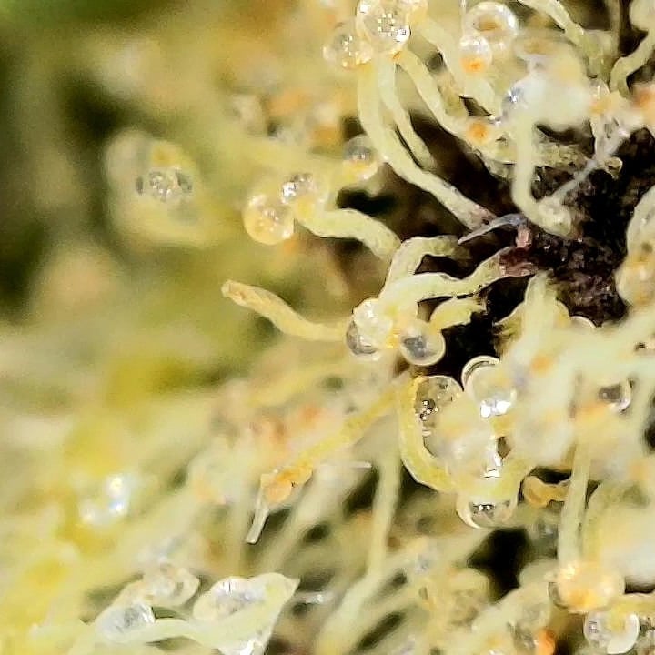 Biogreen Horticulture