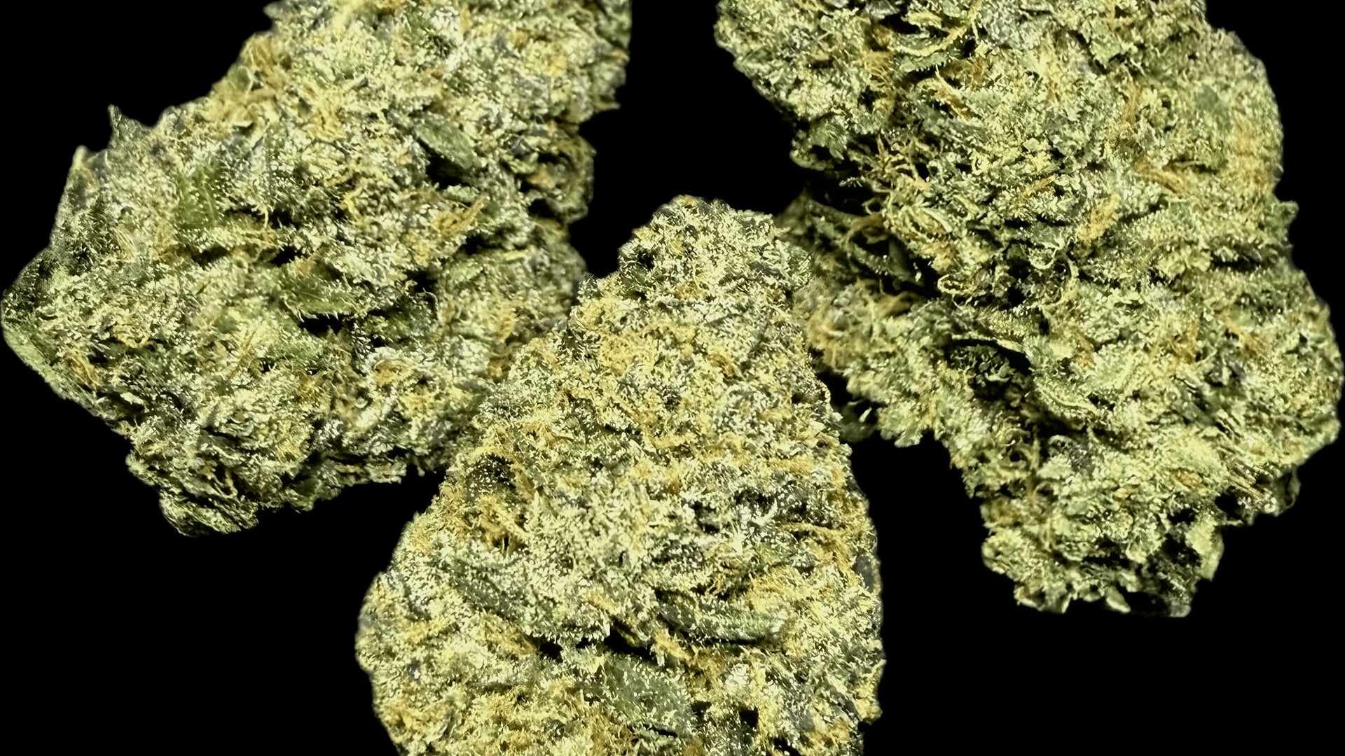 Cannabis Social Club Weedi Letmathe e.V