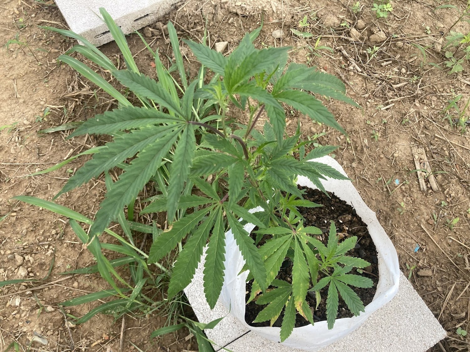 Cannabis Sonta Garden