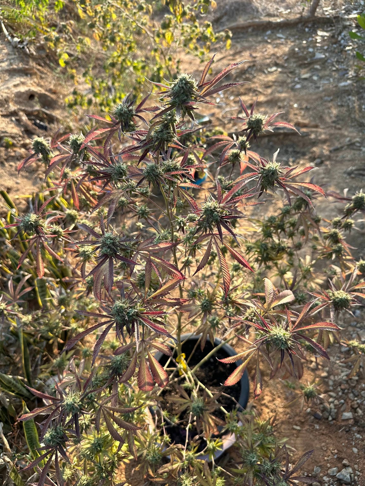 Peace First Stoner Farmers.420